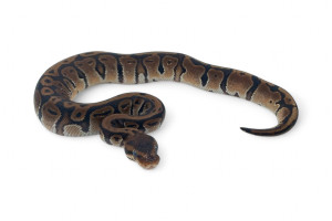 Python regius, HGWG