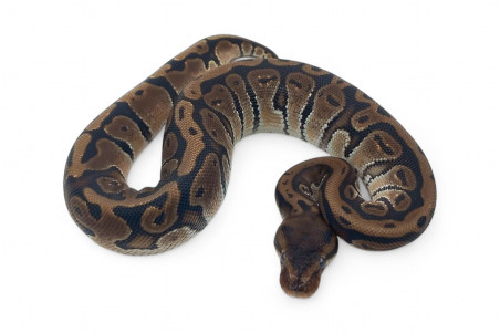 Python regius, HGWG