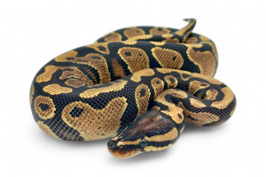 Python regius, gravel