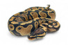 Python regius, gravel