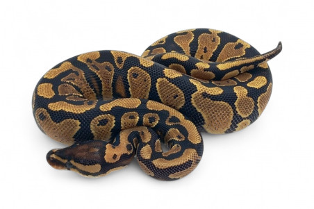 Python regius, gravel