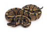 Python regius, gravel