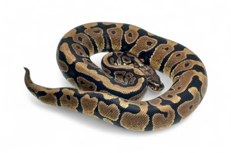 Python regius, spotnose