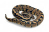 Python regius, spotnose
