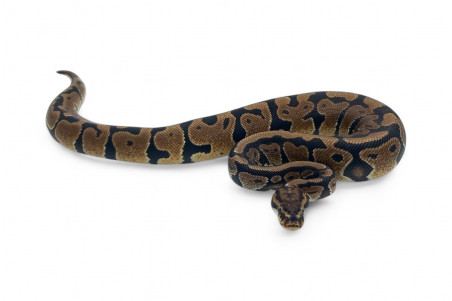 Python regius, spotnose
