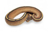 Python regius, super stripe