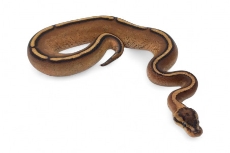 Python regius, super stripe