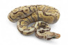 Python regius, bumble bee mojave GHI yellow belly