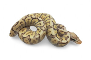 Python regius, bumble bee...