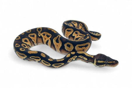 Python regius, black head pastel