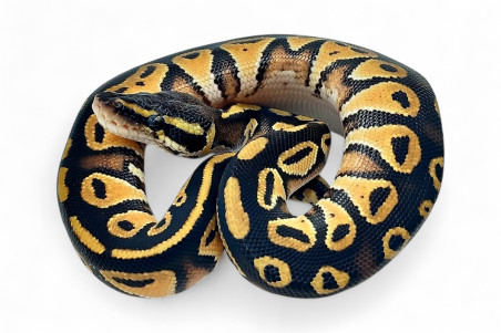 Python regius, black head pastel