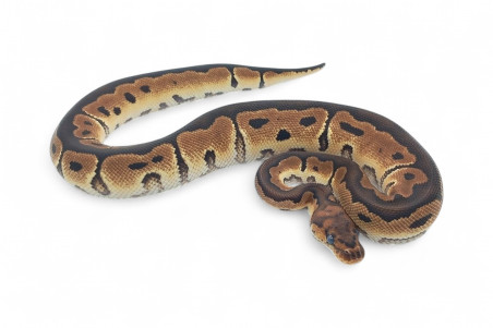 Python regius, clown
