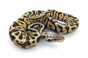 Python regius, pastel...