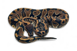 Python regius, wookie