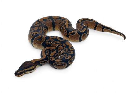 Python regius, wookie