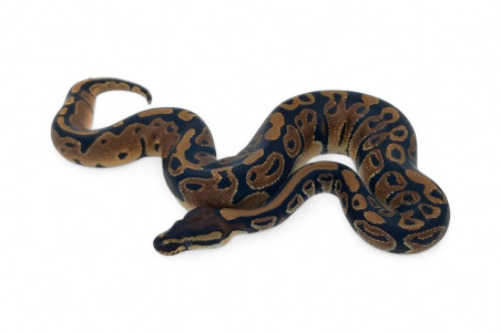 Python regius, wookie