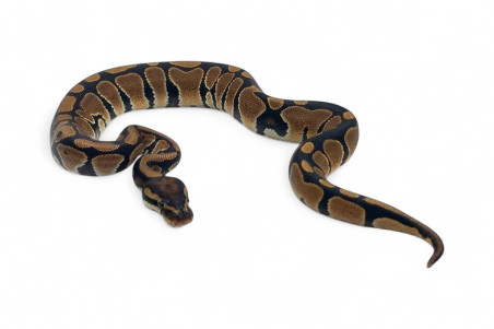 Python regius, het. desert ghost
