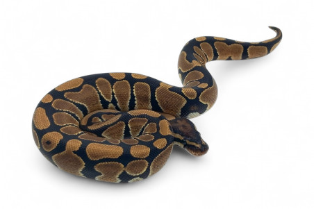Python regius, het. desert ghost