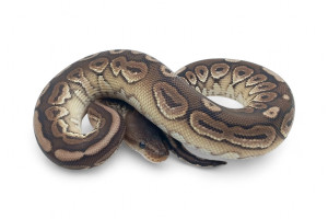 Python regius, cinnamon HGWG