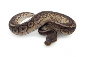 Python regius, cinnamon HGWG