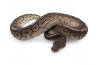 Python regius, cinnamon HGWG