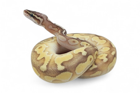 Python regius, pastel butter ghost fire, mâle