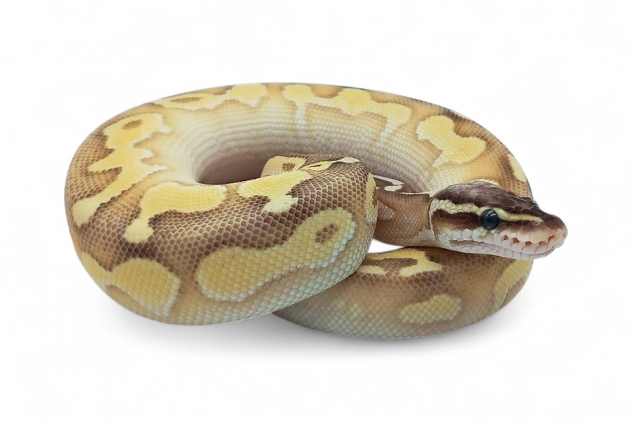 Python regius, pastel butter ghost fire, mâle