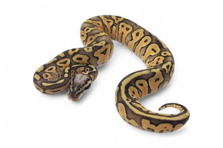 Python regius, super pastel fire