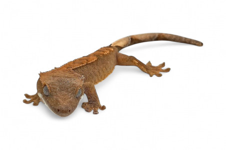 Correlophus (Rhacodactylus) ciliatus classique, juvénile