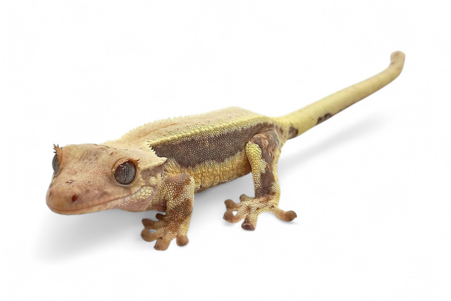 Correlophus (Rhacodactylus) ciliatus, juvénile "Lilly White"