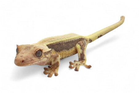 Correlophus (Rhacodactylus) ciliatus, juvénile "Lilly White"