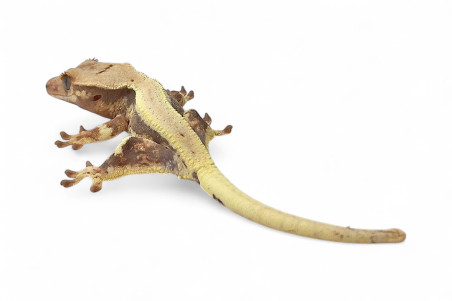 Correlophus (Rhacodactylus) ciliatus, juvénile "Lilly White"