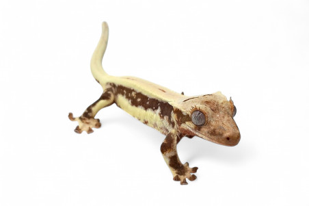 Correlophus (Rhacodactylus) ciliatus, juvénile "Lilly White"