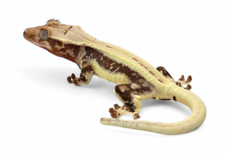 Correlophus (Rhacodactylus) ciliatus, juvénile "Lilly White"