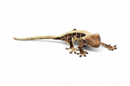 Correlophus (Rhacodactylus) ciliatus, juvénile "Lilly White"