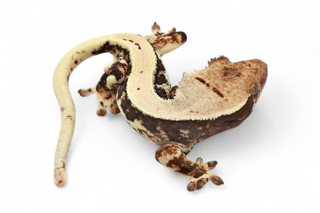 Correlophus (Rhacodactylus) ciliatus, juvénile "Lilly White"