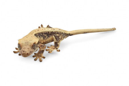 Correlophus (Rhacodactylus) ciliatus, juvénile "Lilly White"