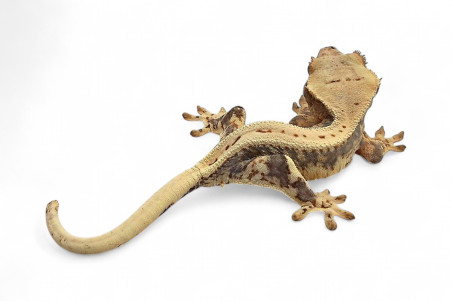 Correlophus (Rhacodactylus) ciliatus, juvénile "Lilly White"