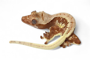 Correlophus (Rhacodactylus)...