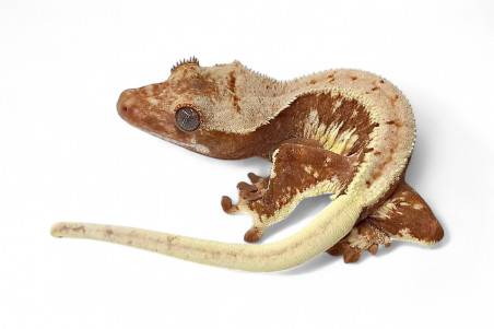 Correlophus (Rhacodactylus) ciliatus, juvénile "Lilly White"