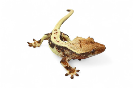 Correlophus (Rhacodactylus) ciliatus, juvénile "Lilly White"