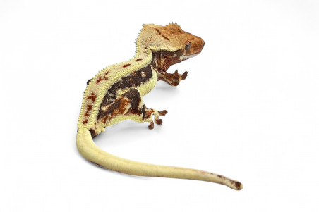 Correlophus (Rhacodactylus) ciliatus, juvénile "Lilly White"