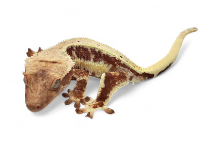 Correlophus (Rhacodactylus) ciliatus, juvénile "Lilly White"