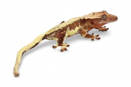 Correlophus (Rhacodactylus) ciliatus, juvénile "Lilly White"