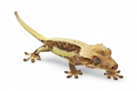 Correlophus (Rhacodactylus) ciliatus, juvénile "Lilly White"