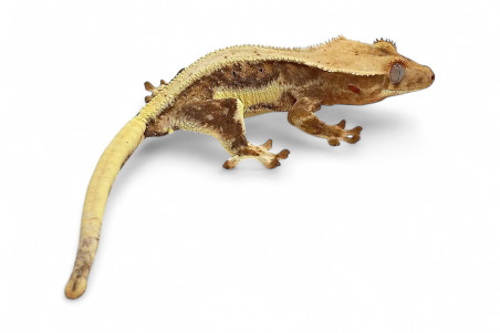 Correlophus (Rhacodactylus) ciliatus, juvénile "Lilly White"