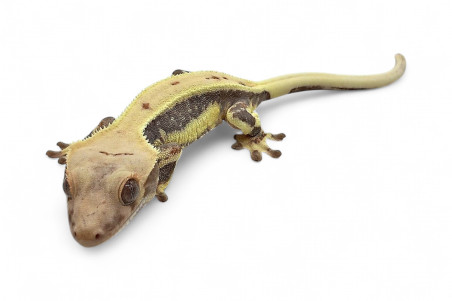 Correlophus (Rhacodactylus) ciliatus, juvénile "Lilly White"