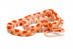 Pantherophis guttatus, creamsicle