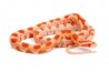 Pantherophis guttatus, creamsicle