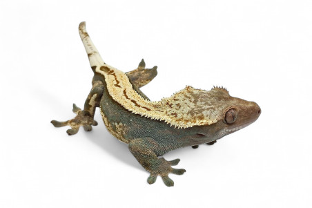 Correlophus (Rhacodactylus) ciliatus, mâle adulte